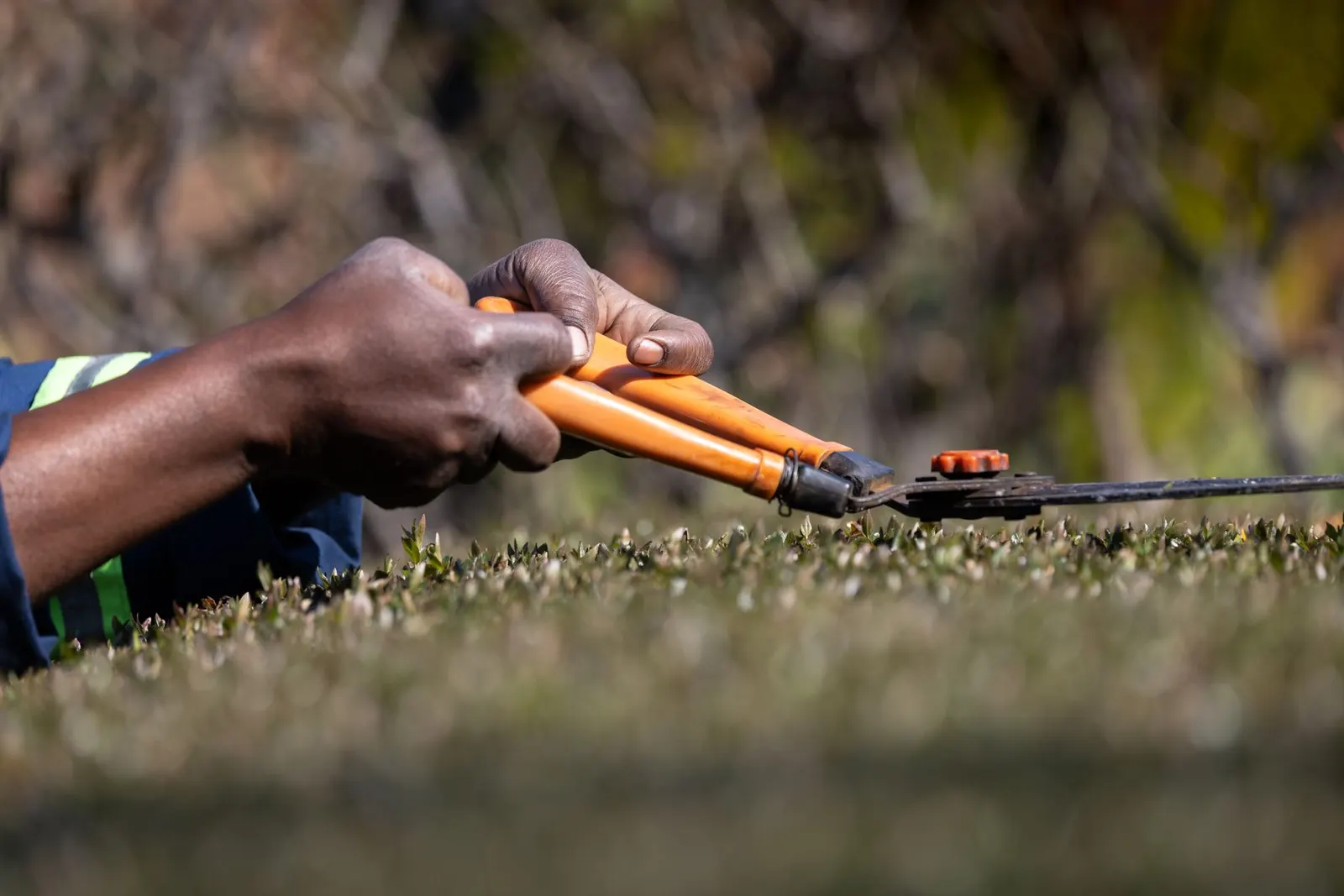 Close-up of a gardener's hands trimming bushes with orange pruning shears outdoors.