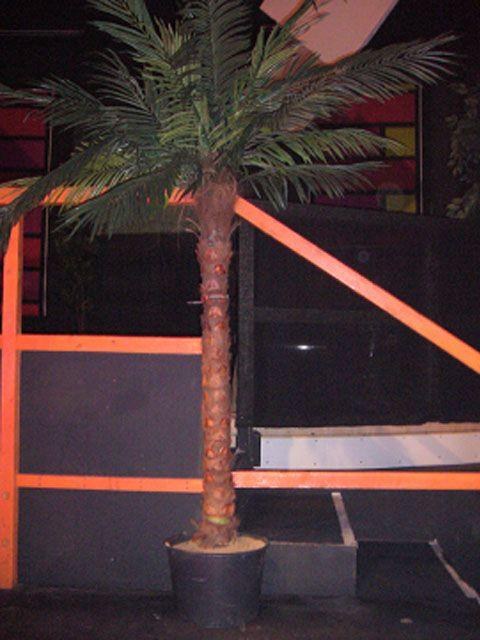 Kunstpflanze Palme 1,90m mieten in Reinstädt