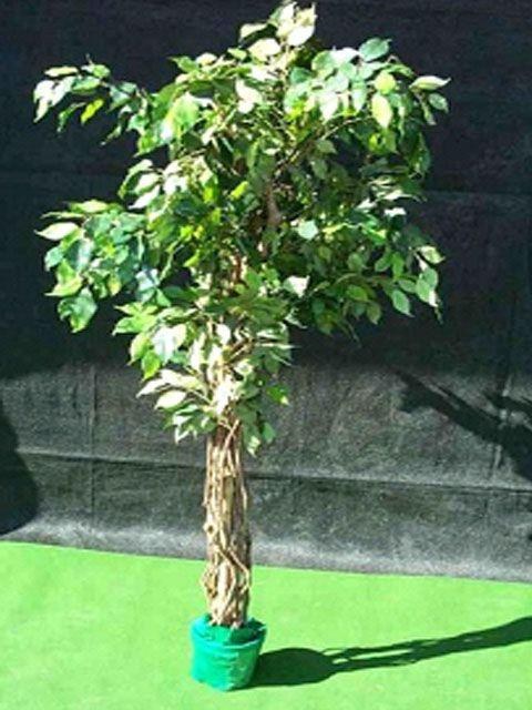 Kunstpflanze, Ficus mieten in Reinstädt