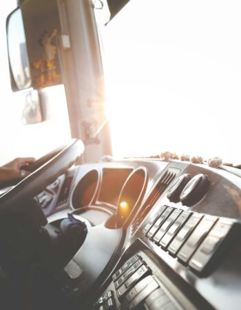 Schirmbambus – Lebendpflanze mieten bei Northern Events