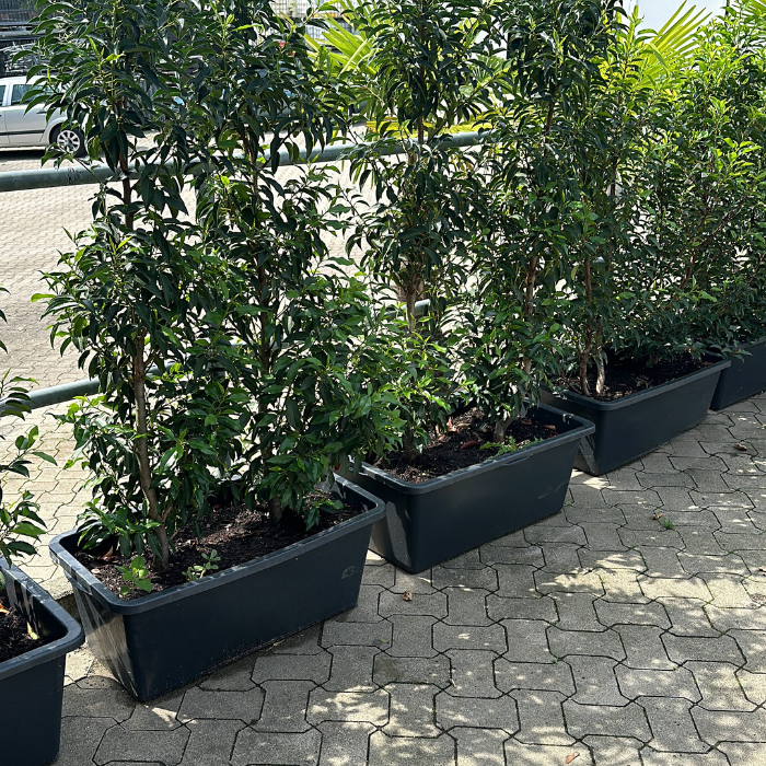 Kirschloorbeer Hecke – Lebendpflanze mieten bei Northern Events