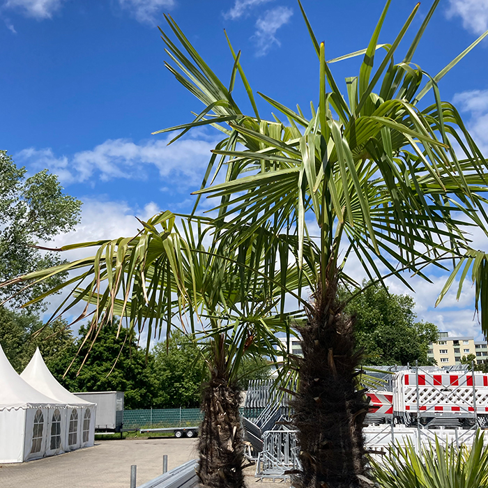 Hanfpalme – Lebendpflanze mieten bei Northern Events