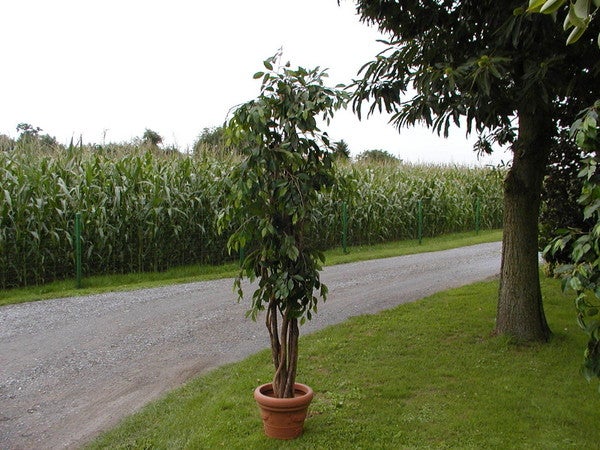 Fikusbaum – 3