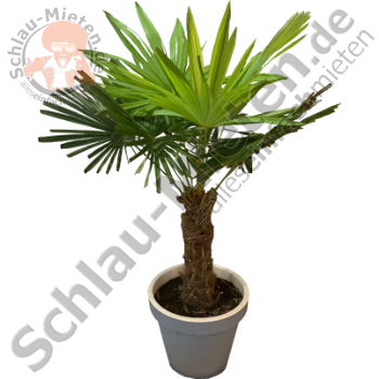 Caranday Palme 2m mieten bei Schlau-Mieten.de c/o MDP EventLogistik, Inhaber Jan Prager (