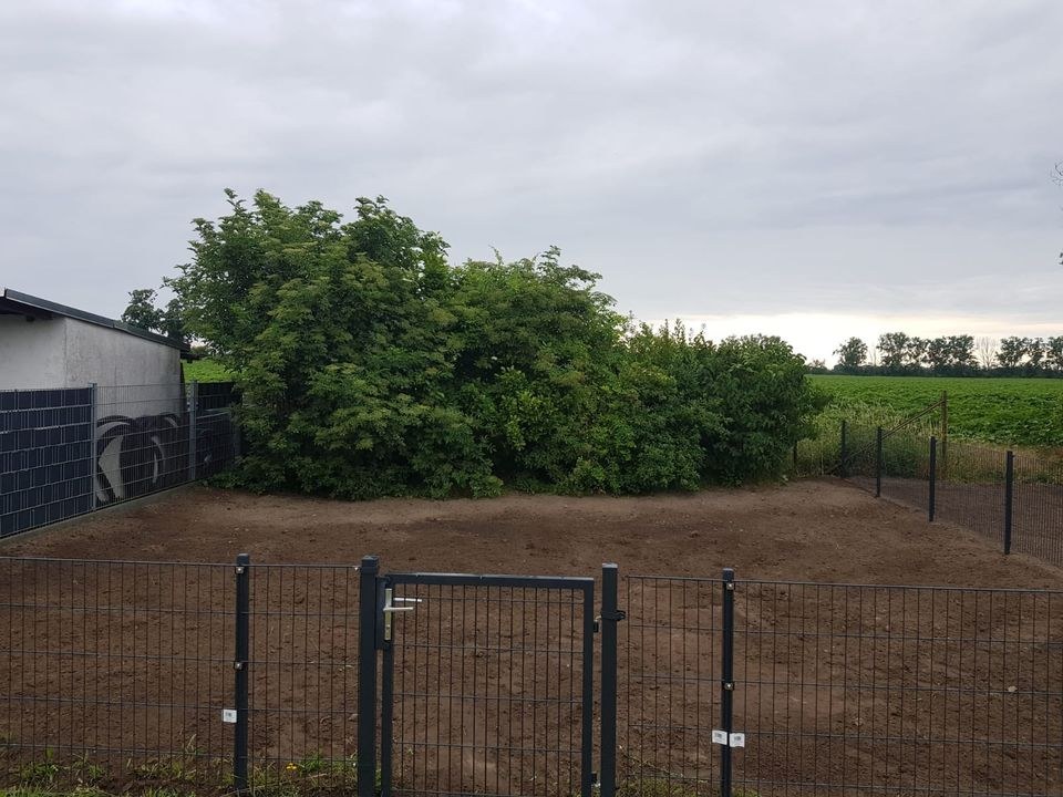 Freizeitgarten Kleingarten,Wohnmobil mieten bei Borgsdir – 4