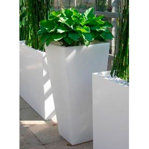 Hosta im Slide-Vase