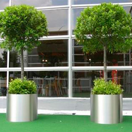 Lorbeerbaum mittel im Edelstahlring
