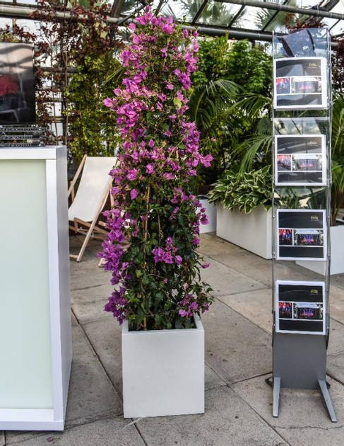 Bougainvillea