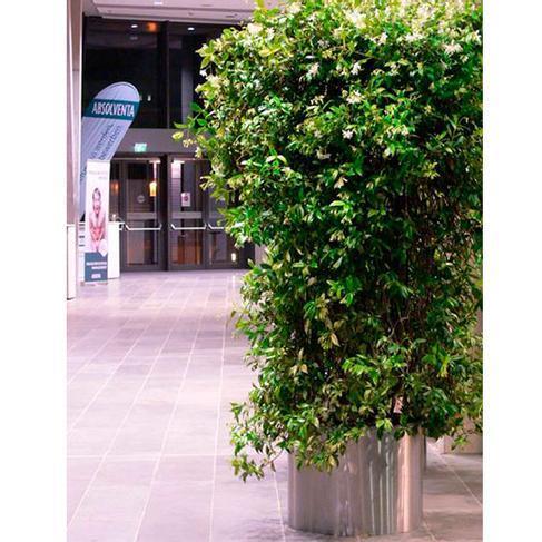 Jasminsäule 2M im Edelstahlring