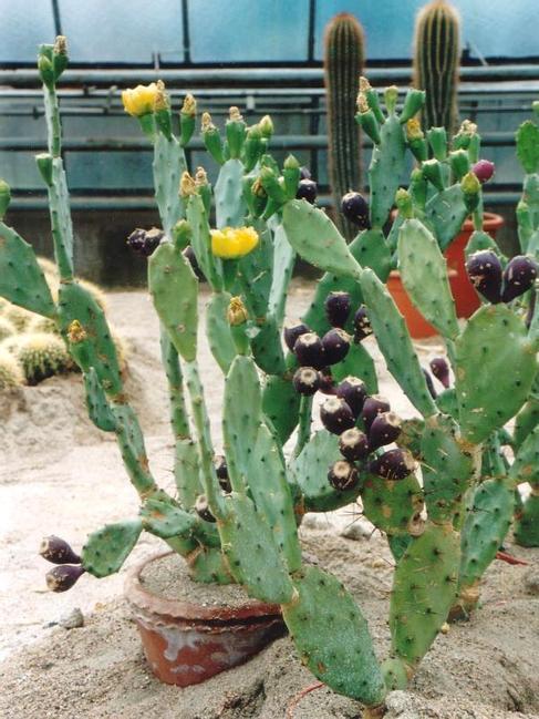 Opuntia mit Blüten und Kaktusfeigen
