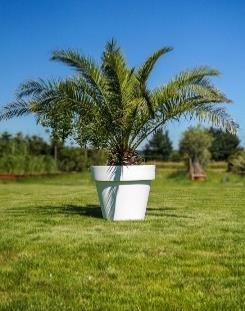 Phoenix im Gartentopf