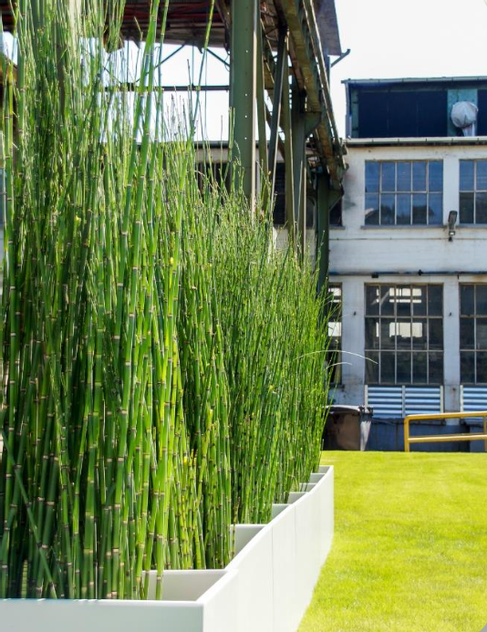 Equisetum in Dividerwall slim