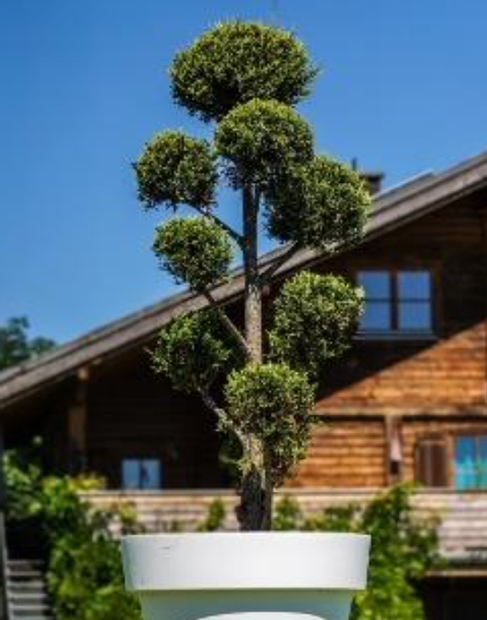 Juniperus Pon-Pon im Gartentopf