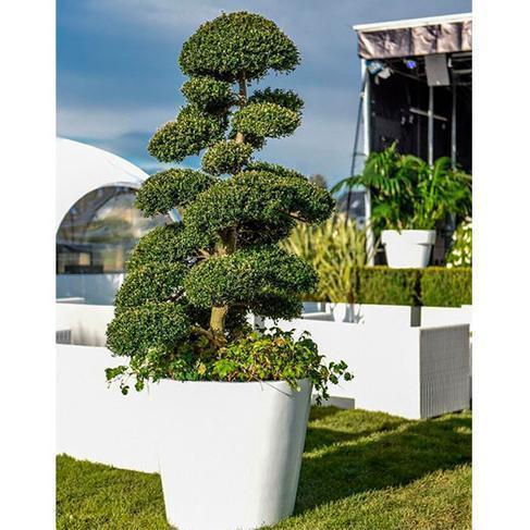 Marco Bonsai/Ilex Crenata S im weißen Topf (Einzelstück ähnl.Gartent)