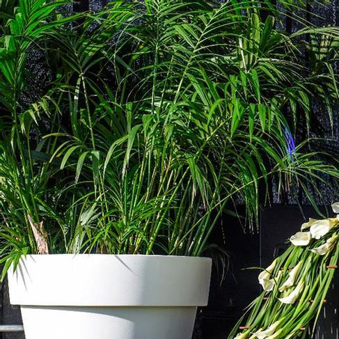 Mehrere Kentien im Gartentopf