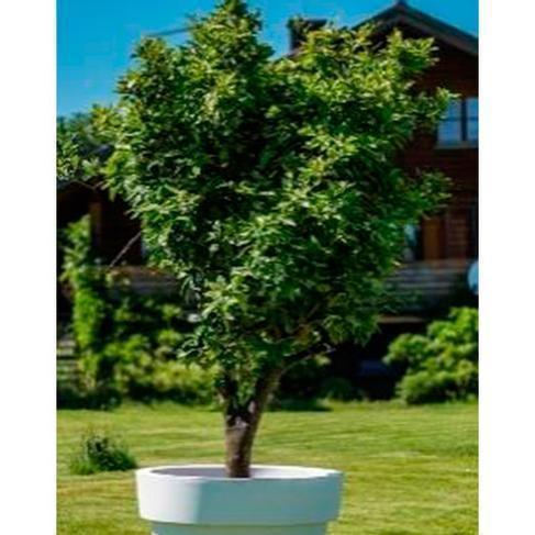 Zitronenbaum L im Gartentopf