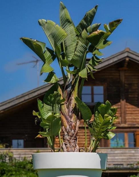 Baumstrelitzie L im Gartentopf