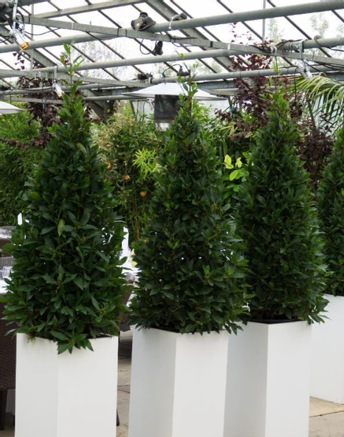 Lorbeerpyramide S