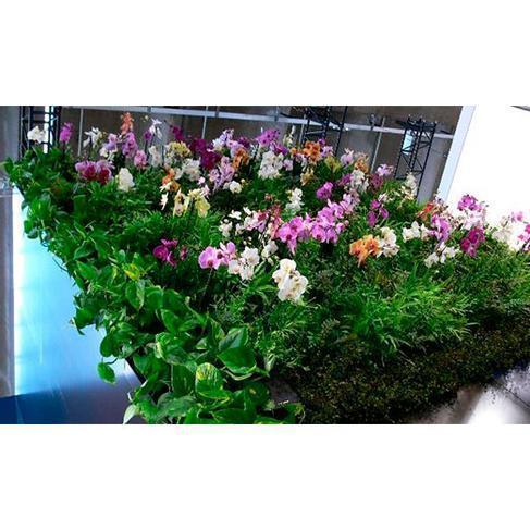 Vertical Gardening
