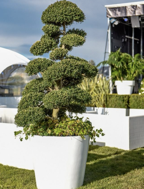 Macro Bonsai M im Edelstahlring