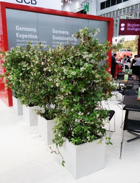 Jasminsäule 1,6 m