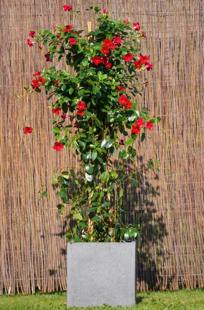 Dipladenia