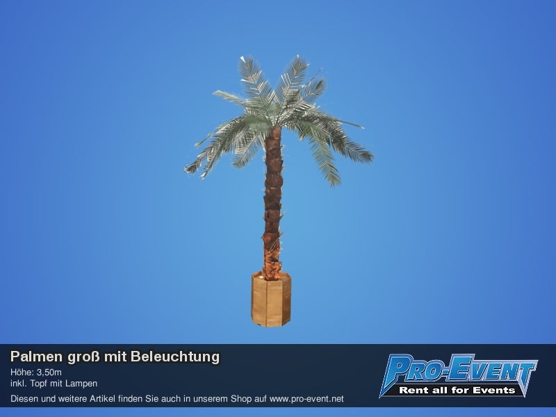 Palmen groß mit Beleuchtung – 2
