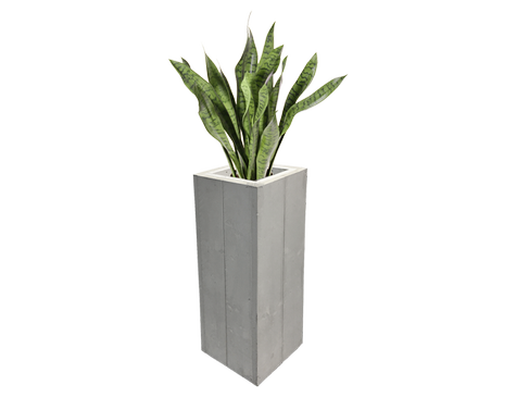 Sanseveria Bogenhanf Pflanze 80cm