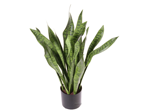 Sanseveria Bogenhanf Pflanze 80cm – 2