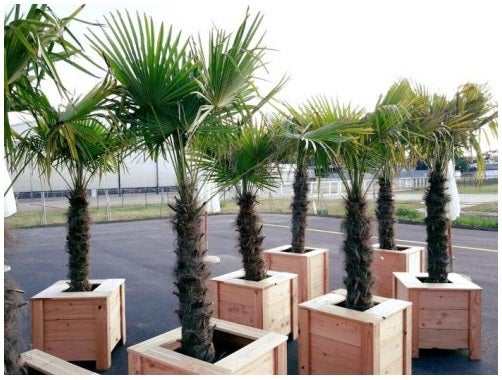 Hanfpalme, Palme, Lebendpflanze, Dekoration, Pflanze