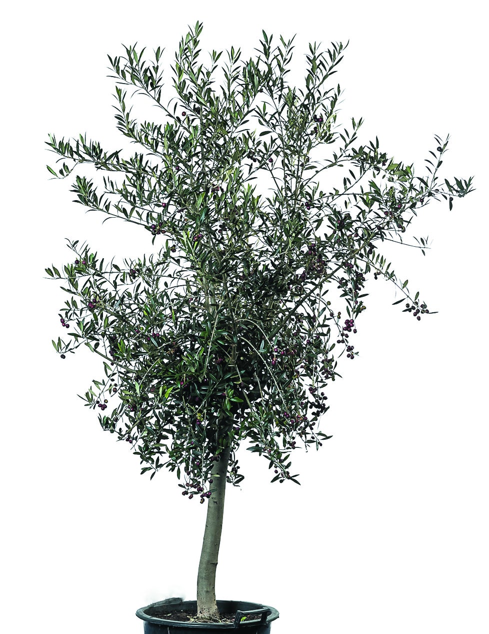 Kentiapalme Echtpflanze, auch auf Lager Olivenbaum Echtpflanze 180 cm,Buxus Pyramide 120 cm, Phoenixpalme 160-180 cm, Phoenixpalme 250 cm, Dracena Indiv 100 cm; Zamioculcas 100 cm, Arecapalme 130 cm, – 4