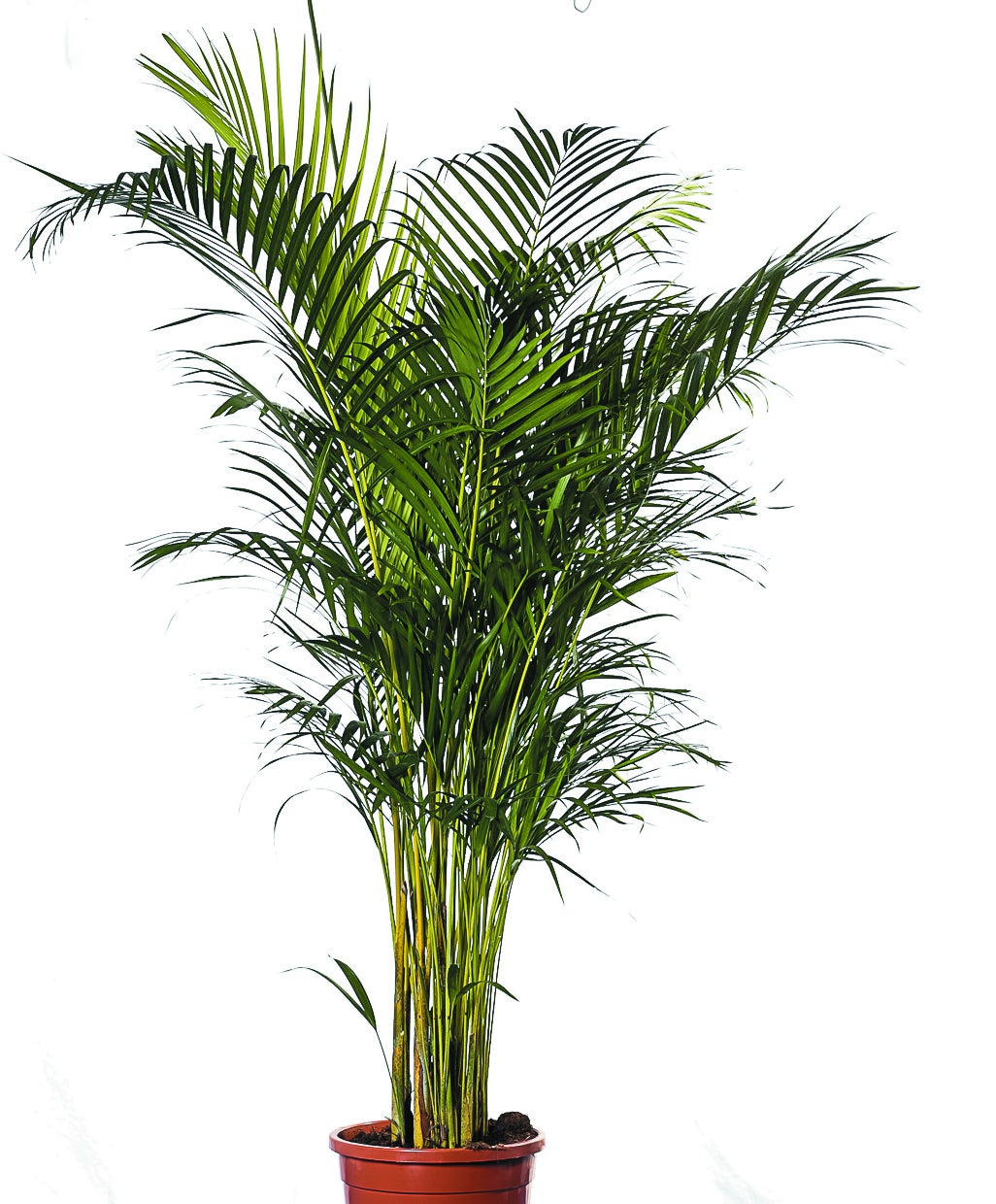Kentiapalme Echtpflanze, auch auf Lager Olivenbaum Echtpflanze 180 cm,Buxus Pyramide 120 cm, Phoenixpalme 160-180 cm, Phoenixpalme 250 cm, Dracena Indiv 100 cm; Zamioculcas 100 cm, Arecapalme 130 cm, – 2