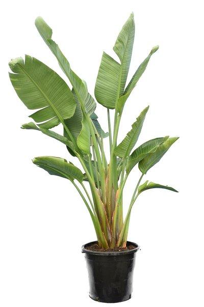 Strelitzie Echtpflanze 200 cm
