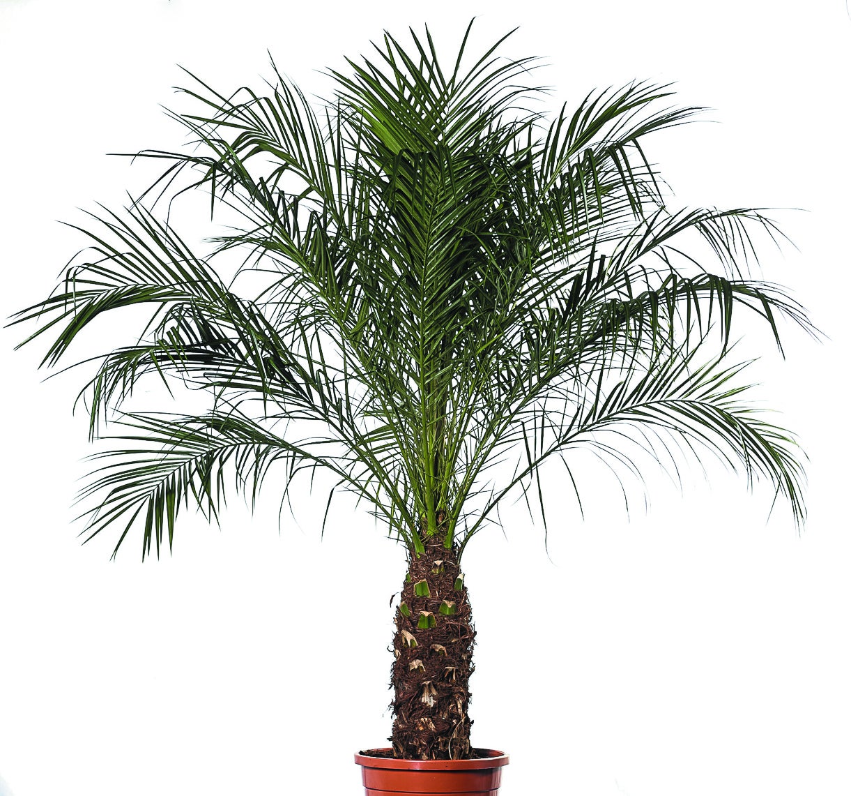 Kentiapalme Echtpflanze, auch auf Lager Olivenbaum Echtpflanze 180 cm,Buxus Pyramide 120 cm, Phoenixpalme 160-180 cm, Phoenixpalme 250 cm, Dracena Indiv 100 cm; Zamioculcas 100 cm, Arecapalme 130 cm, – 3