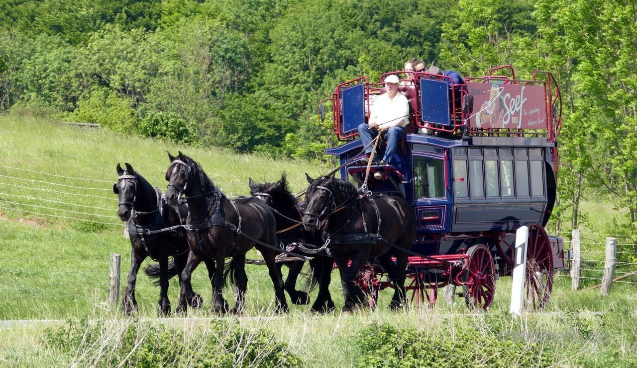 Kutschfahrt mit dem Pferde-Omnibus mieten in Leinefelde-Worbis