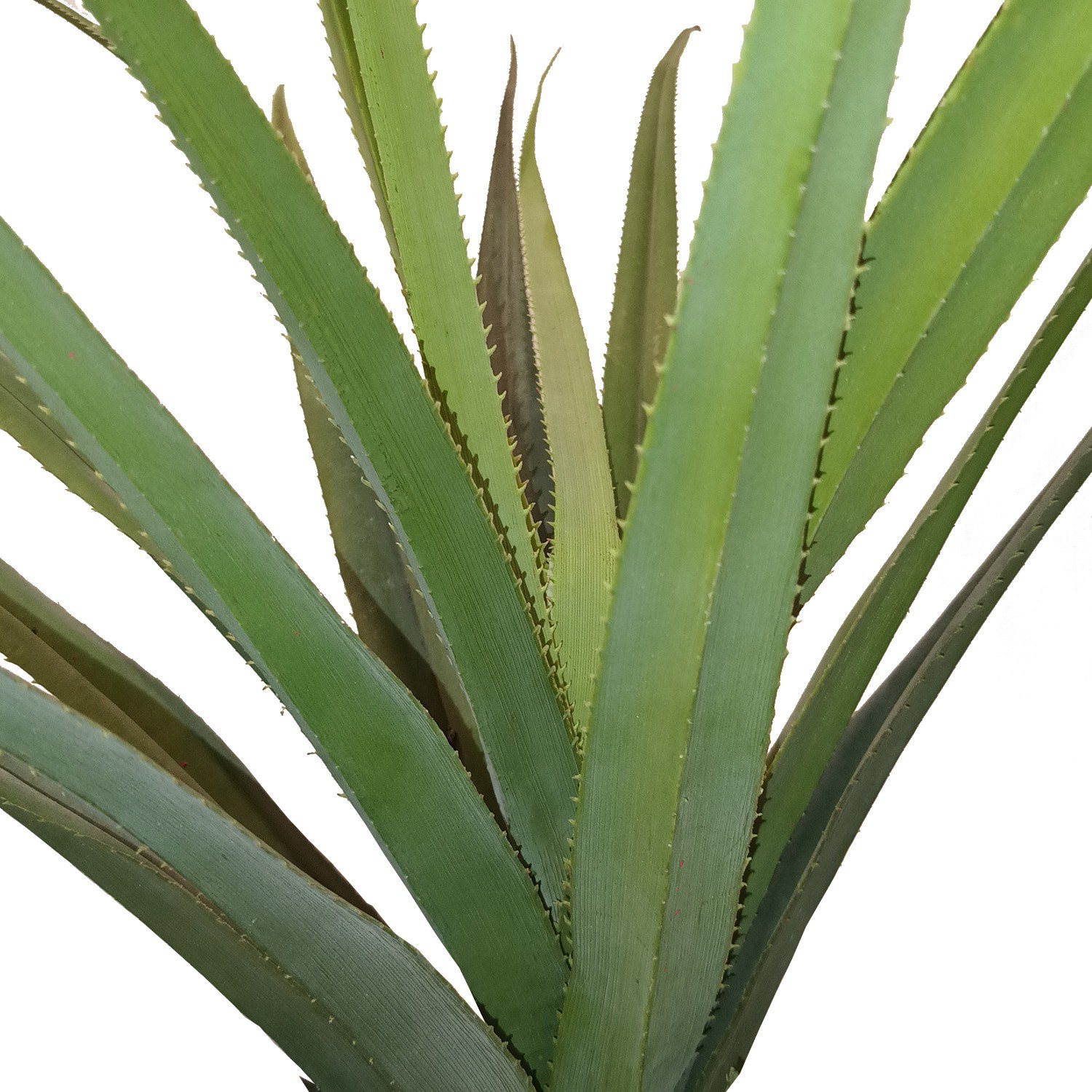 Topfpflanze Agave - Schlangenpflanze künstlich mieten in Berlin – 2