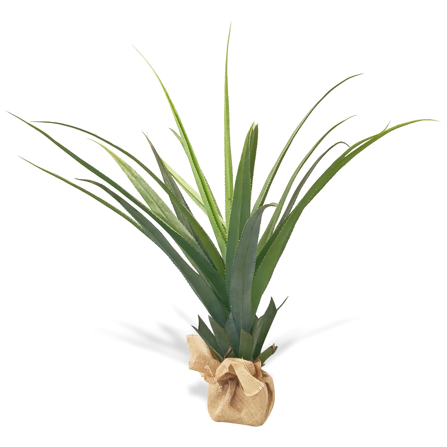 Topfpflanze Agave - Schlangenpflanze künstlich mieten in Berlin