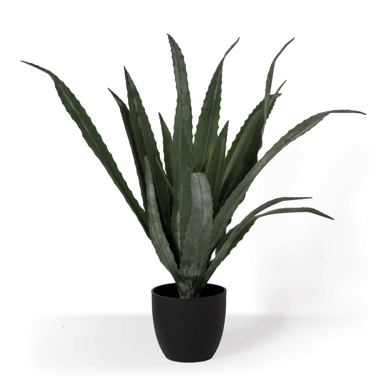Topfpflanze Aloe Vera künstlich mieten in Berlin – Mietartikel