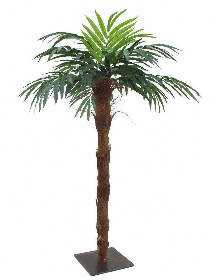 Palme mit 2,10m Höhe und echten Palmenfasern eingefasst mieten in Böbl
