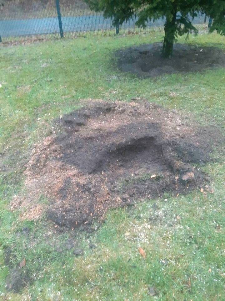 Baum Stubben Fräse Wurzel mieten in Ladelund – Grün für die Location – 3