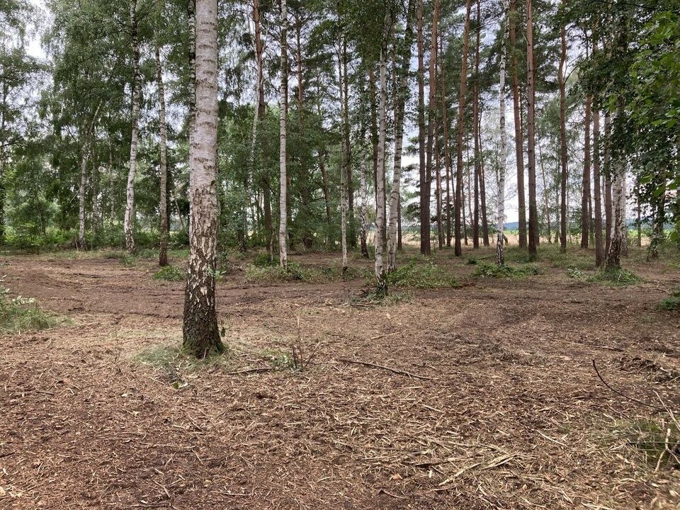 Forstmulcher Flächenrodung als Dienstleistung mieten in Wrestedt – 4