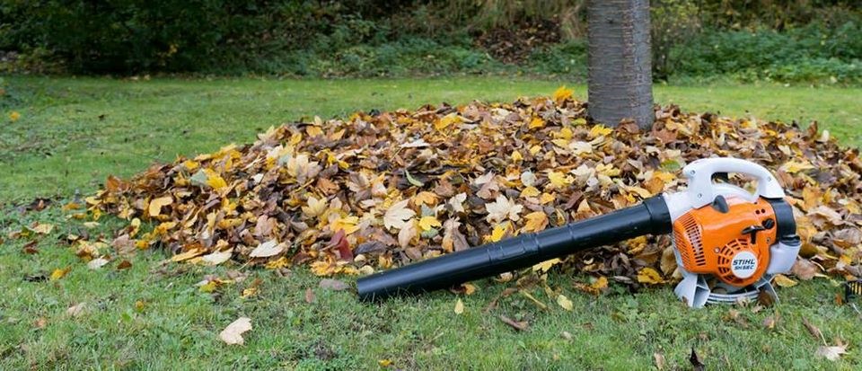 Stihl Laubbläser Laubsauger BG 86 mieten bei Mietpark Edermünde Besse – 4