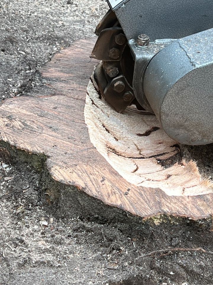 Stubbenfräse Baumstumpffräse Wurzelfräsen mieten in Löningen – 4