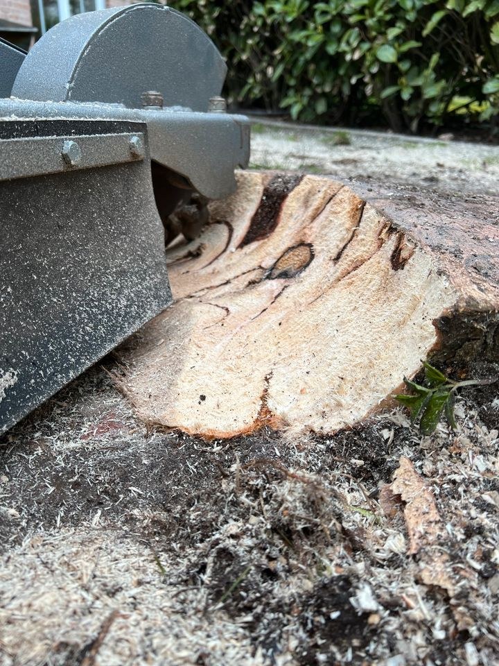 Stubbenfräse Baumstumpffräse Wurzelfräsen mieten in Löningen – 3