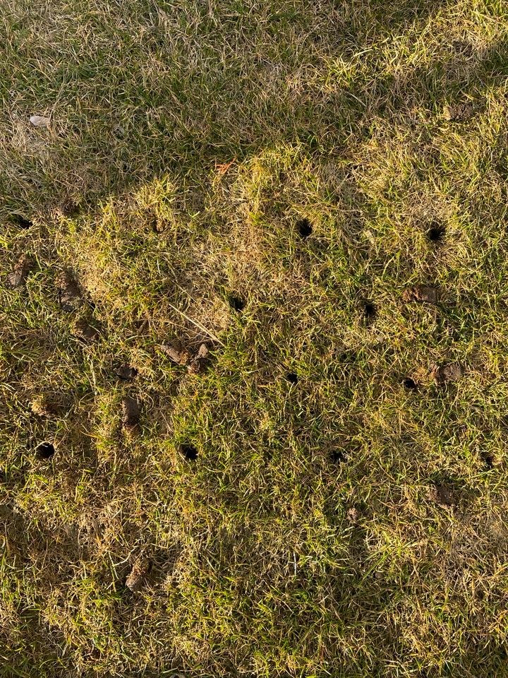 Aerifizierer Rasendrainage Rasenspecht mieten bei PZ Dienstleistungen – 2