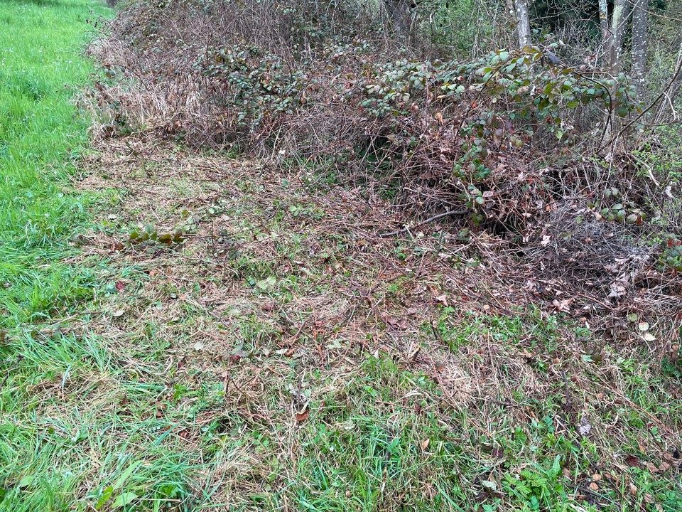 Stihl KMA135 Akku Freischneider Motorsense mieten in Kernen im Remstal – 3