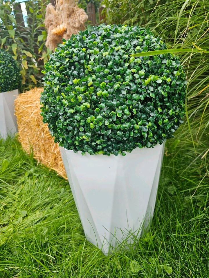 Buchsbaumkugel Deko mieten in Lechbruck – für die Hochzeit – 2