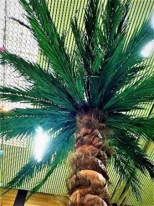 Palmen, Palme, Palmengewächse, Baum, Karibik, Kokos, Kokosnuss – 2