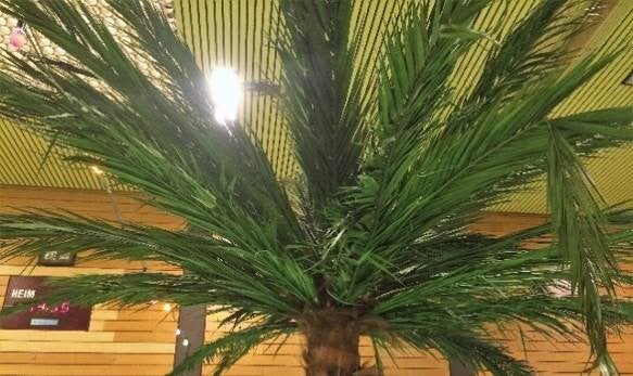 Palmen, Palme, Palmengewächse, Baum, Karibik, Kokos, Kokosnuss – 3