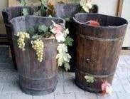 Weinkiepen, Wein, Weinlese, Weintrauben, Bottich, Holzbottich, Kiepe